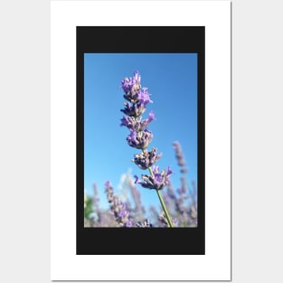 Single Lavender Flower Posters and Art